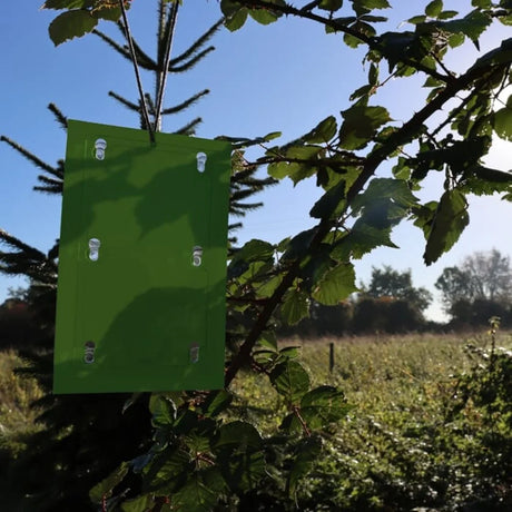 BYFT012425 STV Horse Chestnut Leaf Miner Trap Twinpack C.webp