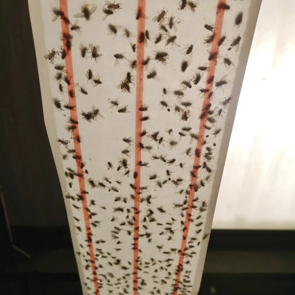 BYFT012457 STV XL Sticky Fly Roll 10 meter.webp