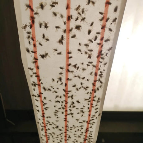 BYFT012457 STV XL Sticky Fly Roll 10 meter.webp