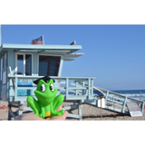 BYFT021074 Freds Squeaking Frog Set of 01 F.webp